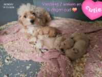 Maltipoo nestje " Liv "
