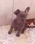 Franse bulldog nestje " Nala "