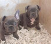 Franse bulldog nestje " Nala "