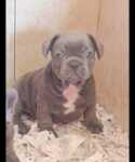 Franse bulldog nestje " Nala "