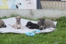 Whippet " Margeritta"