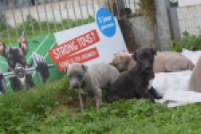 Whippet " Margeritta"