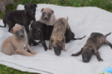 Whippet " Margeritta"