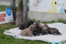 Whippet " Margeritta"