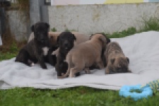 Whippet " Margeritta"