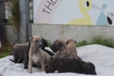 Whippet " Margeritta"