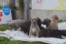 Whippet " Margeritta"