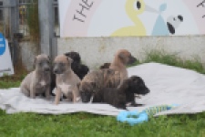 Whippet " Margeritta"