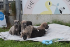 Whippet " Margeritta"