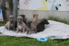 Whippet " Margeritta"