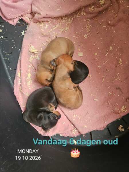 Teckel nestje " Lovely"