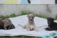 Whippet " Margeritta"