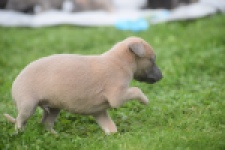 Whippet " Margeritta"