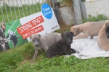 Whippet reutje 🩵