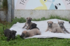 Whippet reutje 🤍