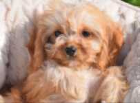 Cavapoo (teef) 49511