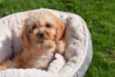 Cavapoo (teef) 49511
