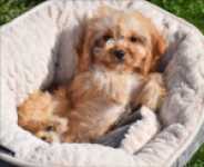 Cavapoo (teef) 49511