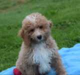 Maltipoo (reu) 29882