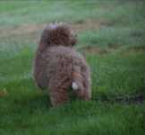 Maltipoo (reu) 29882