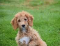 Maltipoo (teef) 29892