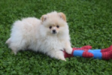 Keeshond (teef) 07138