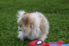 Keeshond (reu) 07128