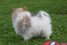 Keeshond (reu) 07128