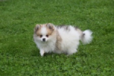 Keeshond (reu) 07128