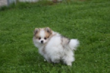 Keeshond (reu) 07128