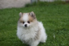 Keeshond (reu) 07128