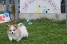 Keeshond (reu) 07128