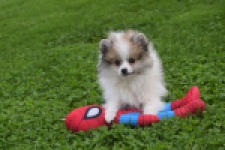 Keeshond (reu) 07125