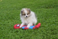 Keeshond (reu) 07125