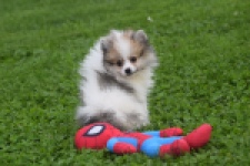 Keeshond (reu) 07125