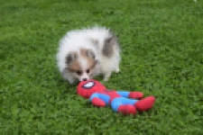 Keeshond (reu) 07125