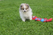Keeshond (reu) 07125