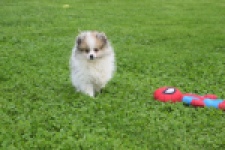 Keeshond (reu) 07125