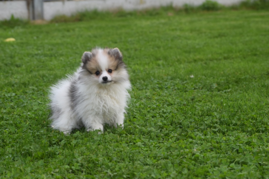 Keeshond (reu) 07125