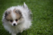 Keeshond (reu) 07125