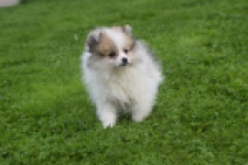 Keeshond (reu) 07125