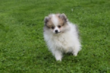 Keeshond (reu) 07125