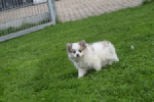 Keeshond (teef) 07126