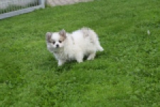 Keeshond (teef) 07126