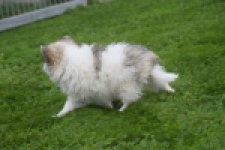 Keeshond (teef) 07126