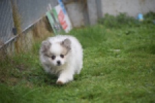 Keeshond (teef) 07126