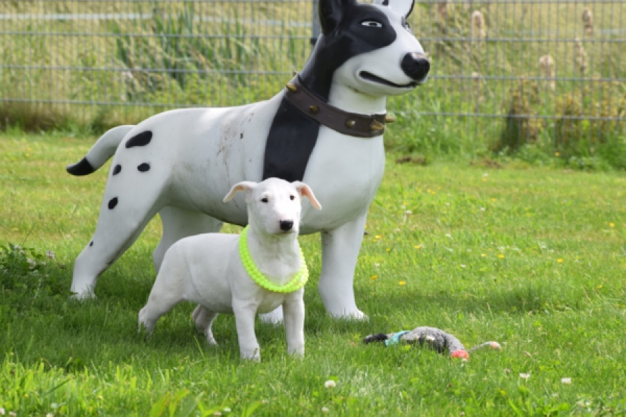 Bull terrier
