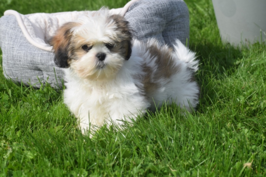 Shihtzu