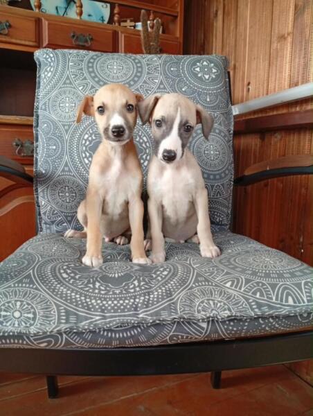 Whippet