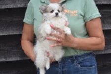 Keeshond (teef) 07126